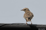 Tottavilla-Wood Lark (Lullula arborea)