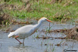 Airone guardabuoi-Cattle Egret  (Bubulcus ibis)