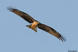 Nibbio bruno-Black Kite (Milvus migrans)