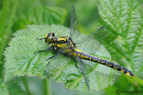 Gomphus vulgatissimus female
