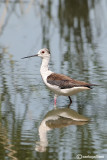 Cavaliere dItalia-Black-winged Stilt  (Himantopus himantopus)