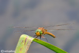 Aeshna isosceles male