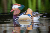 Mandarin Duck