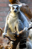 Lemur