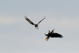 Bald Eagles Fighting over the Fish