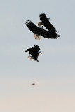 One eagle realizes the fish is falling while the other two continue to battle