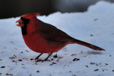 Northern-Cardinal Male