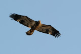 Immature Bald Eagle