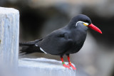 Incan Tern