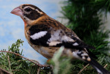 Rose-breasted Grosbeak