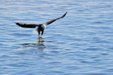 Eagle Snatching the Fish