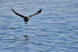 Eagle Flying with the Fish
