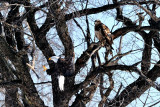 Same Eagle Landing in Tree