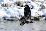 Immature Eagle Flying Close to the Shore