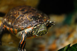 Painted Turtle