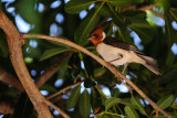 Red Crested Cardinal-Juvenile