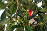 Red Crested Cardinal