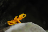 Yellow Frog