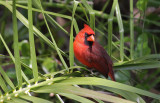 northern cardinal