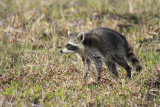 raccoon in rain and wind