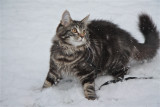  jumping in the snow