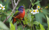 painted bunting