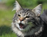 our Norwegian Forest cat