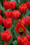 a-Tulip-07.jpg