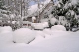 Snowy Garden.jpg