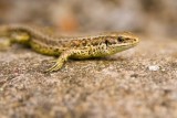 Common Lizard