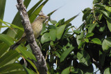 Paruline  couronne rousse - Palm Warbler