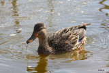 Canard Colvert  - Mallard - fem.