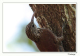 Streak-headed Woodpecker - Grimpar de Souleyet