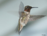 Colibri  gorge rubis