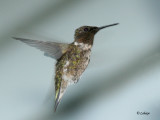 Colibri  gorge rubis