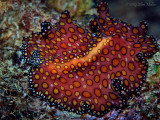 Leopard Flatworm