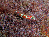 Orangesided Goby on Eggs