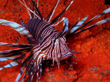 Lionfish-Bonaire