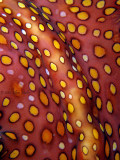 Leopard Flatworm