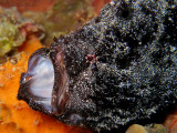 Black Frogfish