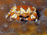 Platypodiella spectabilis