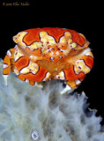Gaudy Clown Crab With Eggs