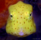 Juvenile Cowfish