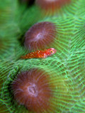Pygmy Goby on Green