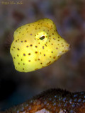 Juvenile Cowfish