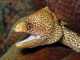 Goldentail Moray