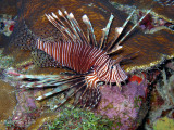 Lionfish Bonaire