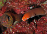 Dang Cardinalfish!