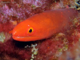 Orange Moray