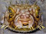 Web Burrfish